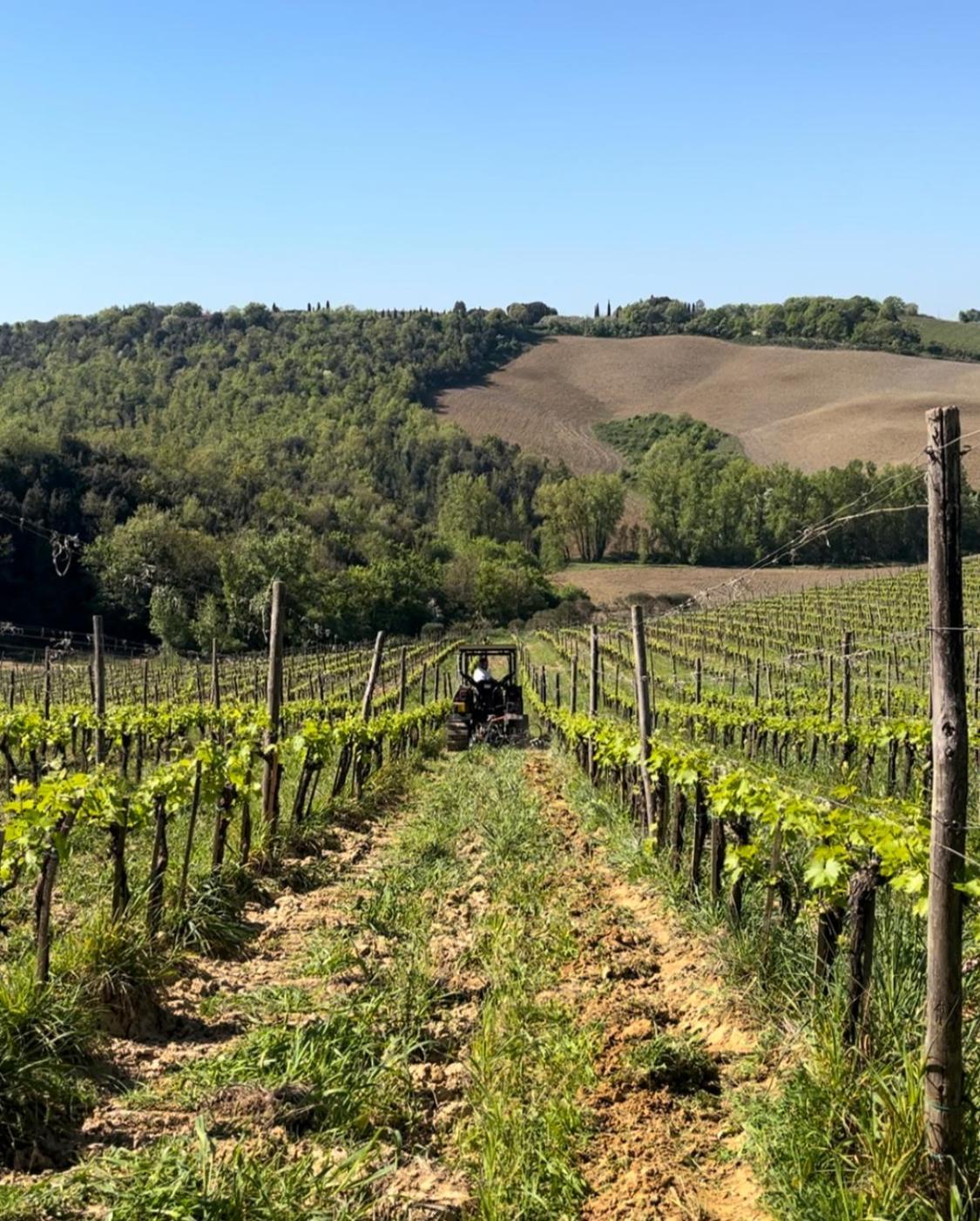 Podere Sole Trequanda Exterior foto